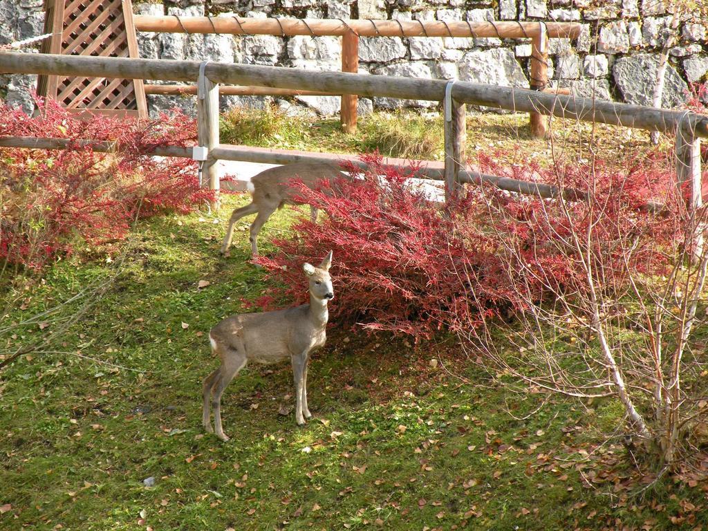 Hotel Garni Civetta Selva di Cadore Luaran gambar